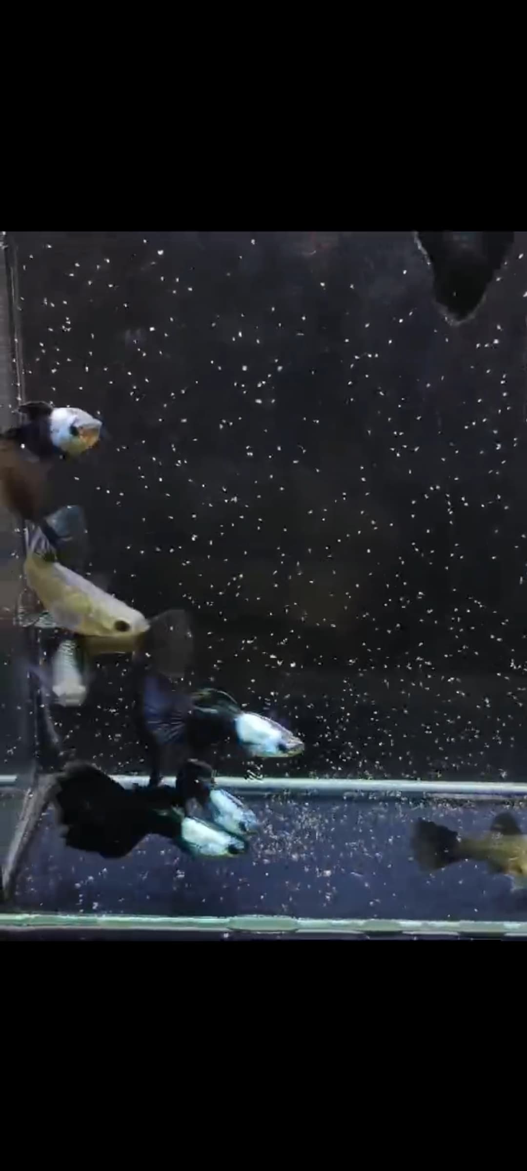 Silverado half black blue