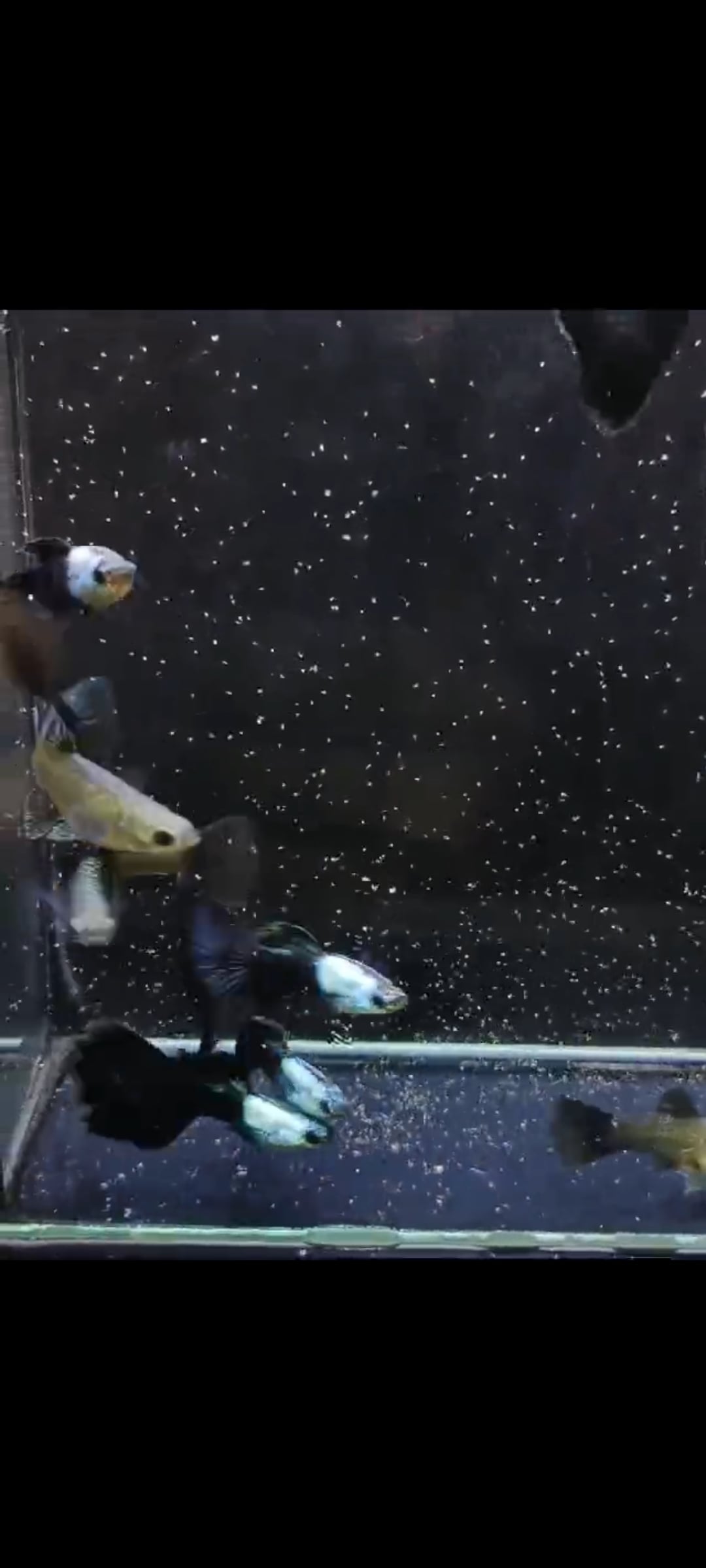 Silverado half black blue