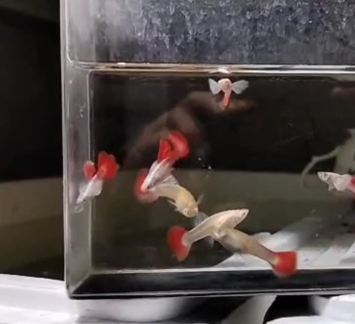 Guppy red tail white ear