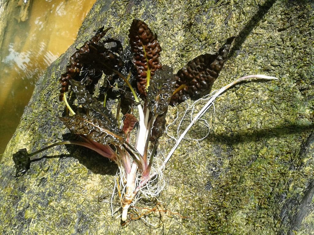 Cryptocoryne Bullosa "Black"