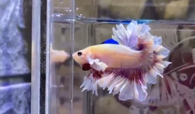 King feathertail pink series