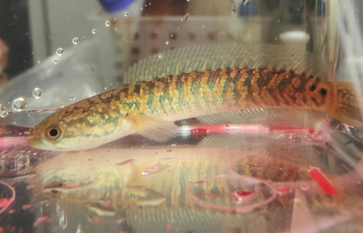 Channa asiatica red (kalimaya)