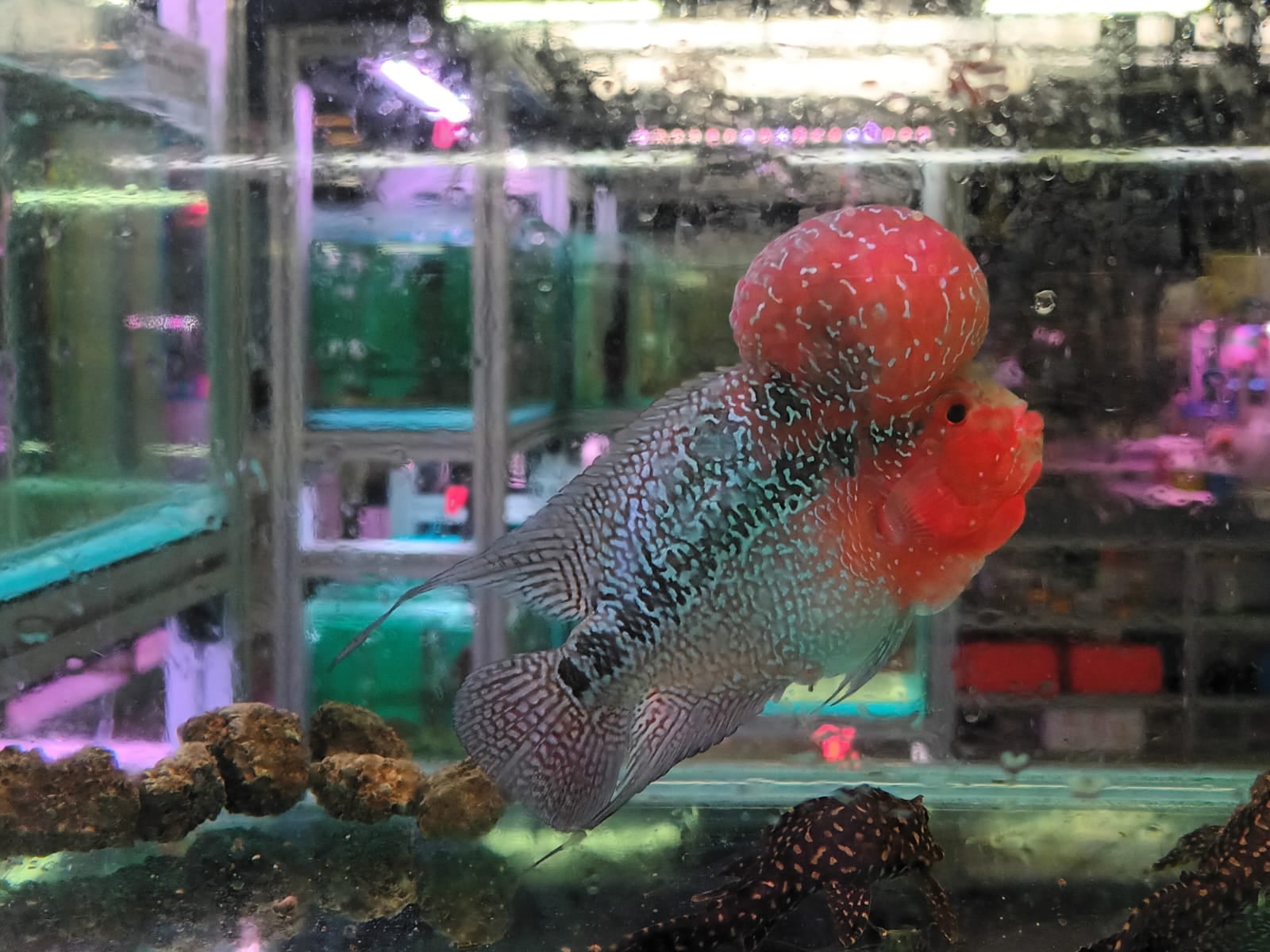 Flowerhorn 4.5inch