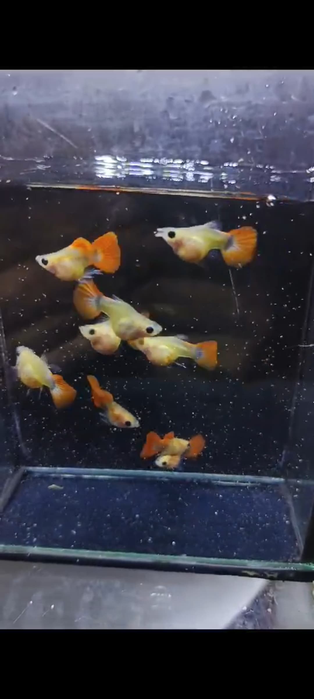 Blonde red rose glass belly sps