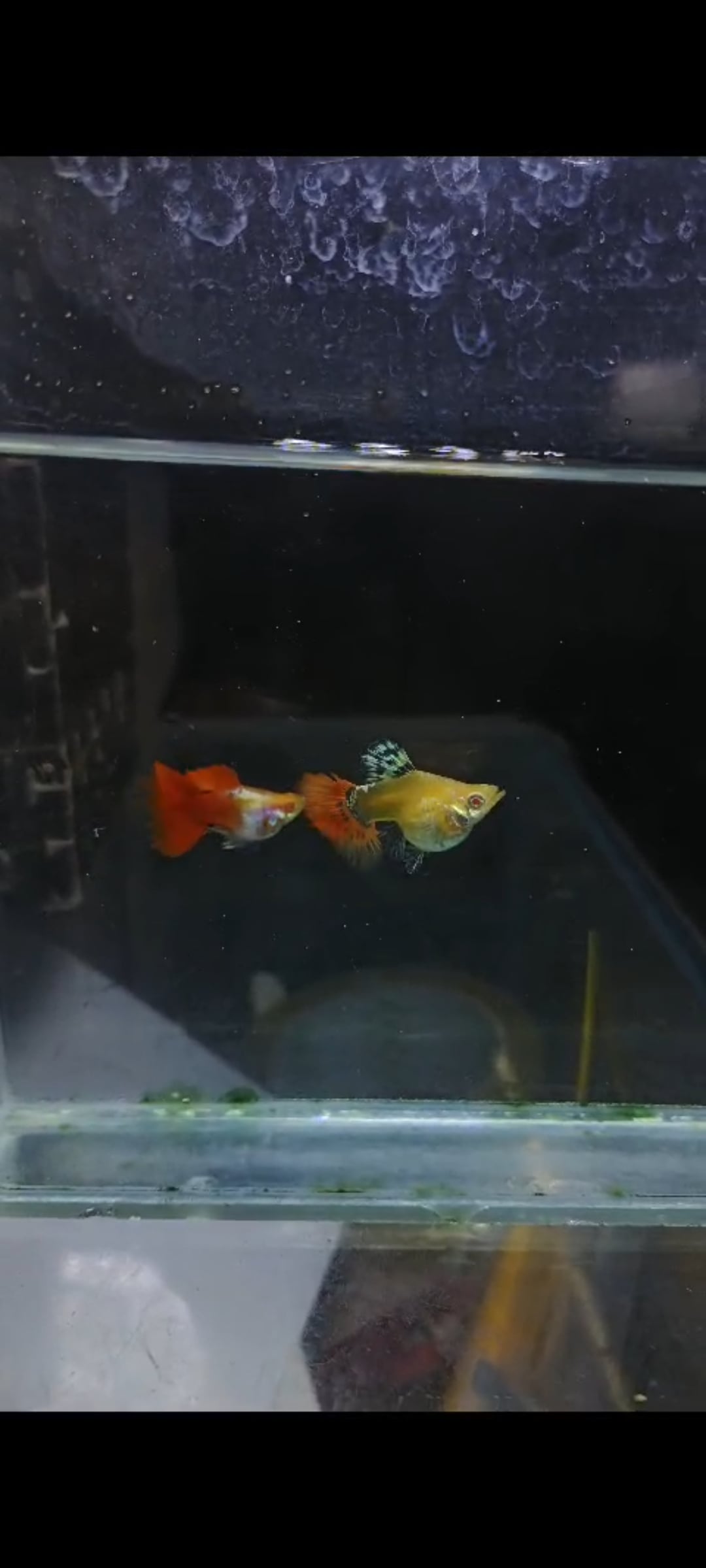 Albino big ear red tail sps