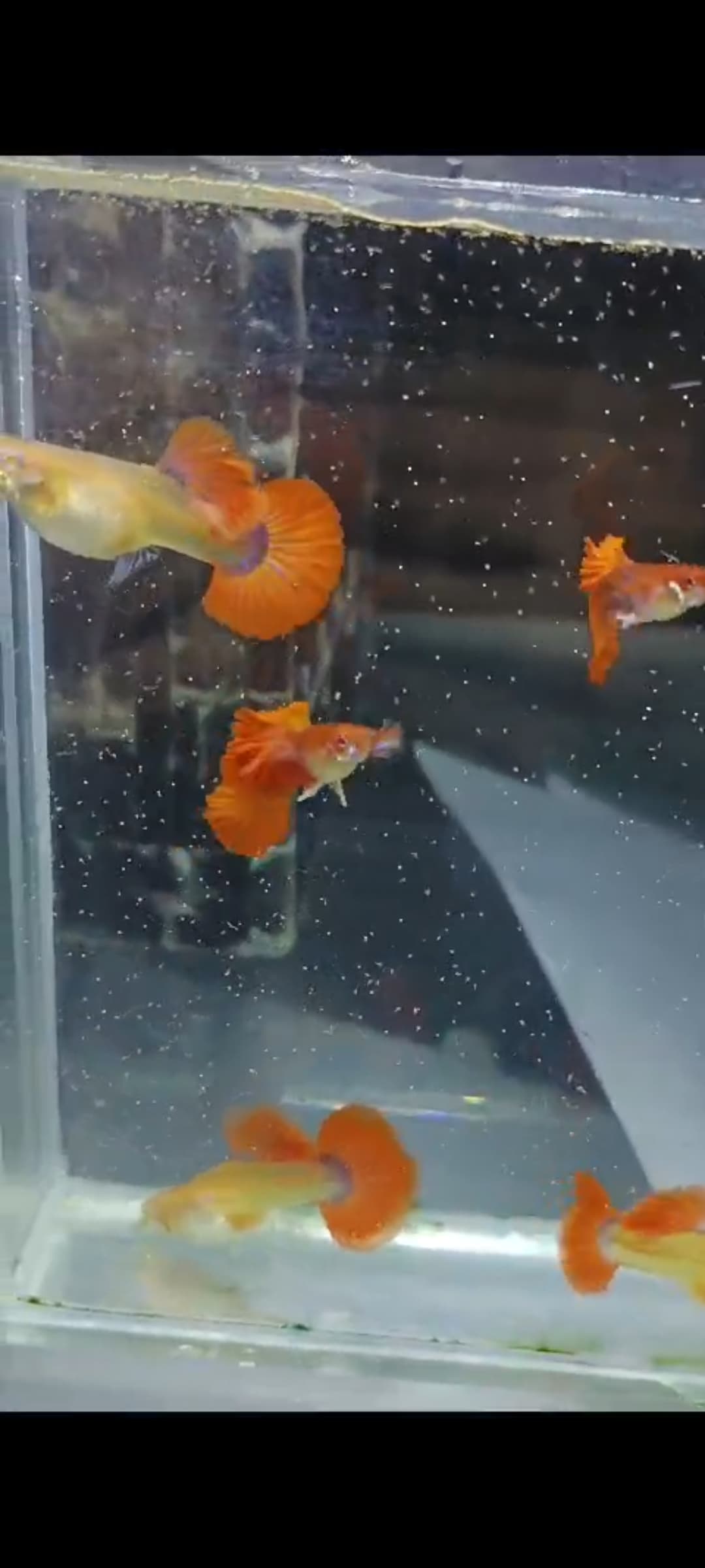 Albino red rose cauli dorsal