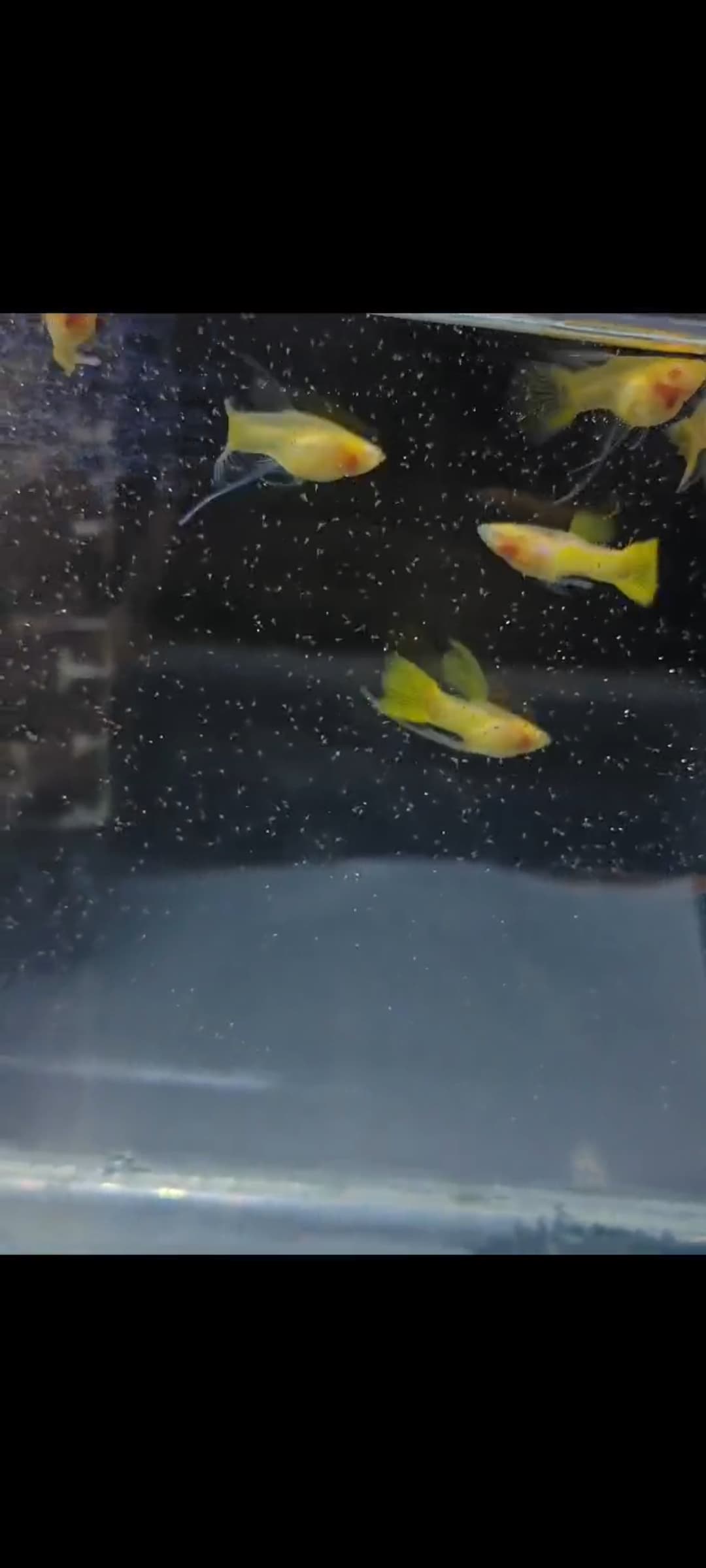 Albino gold glass belly sb finC