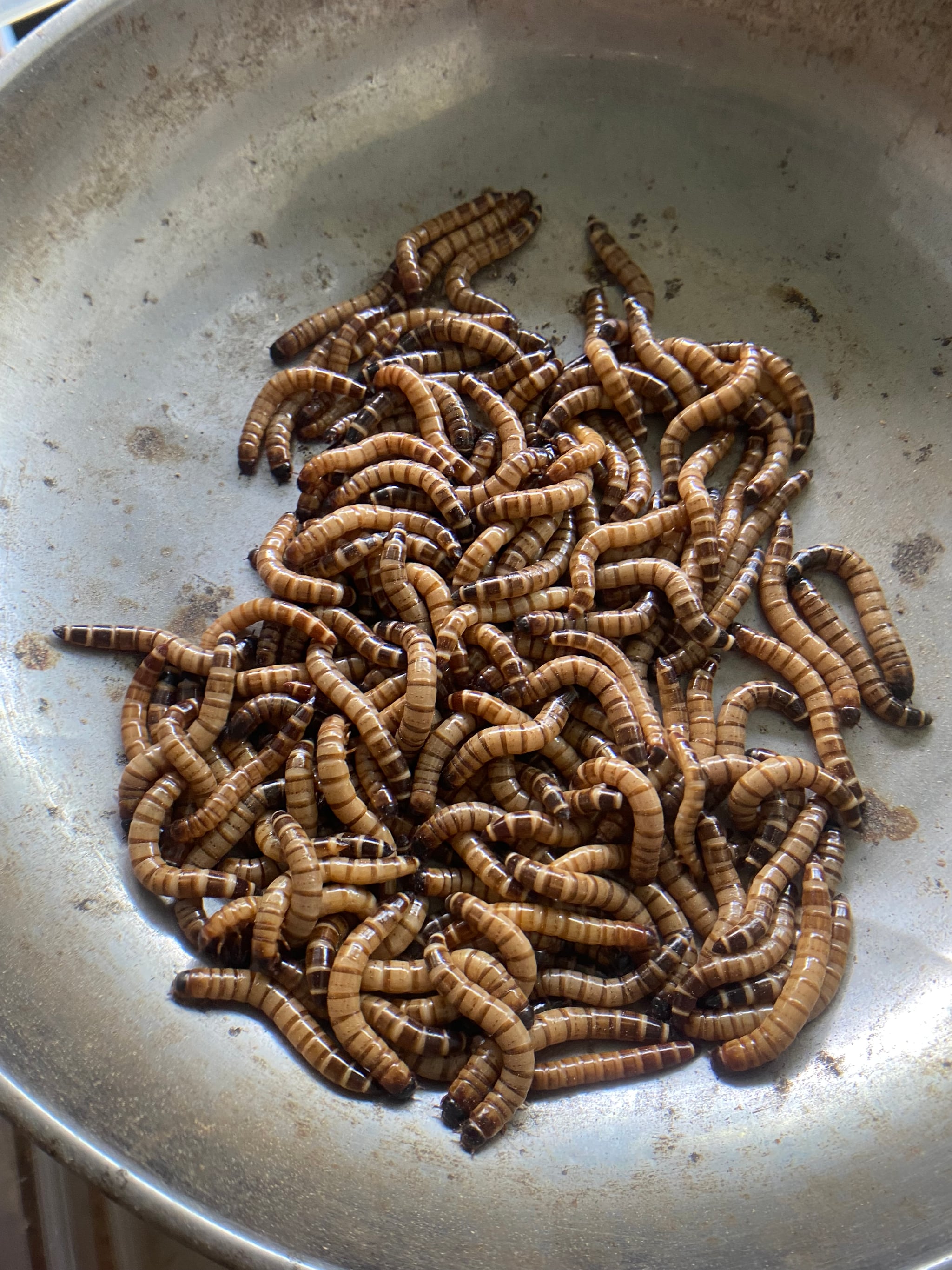 Super worms Superworm worms live feeders