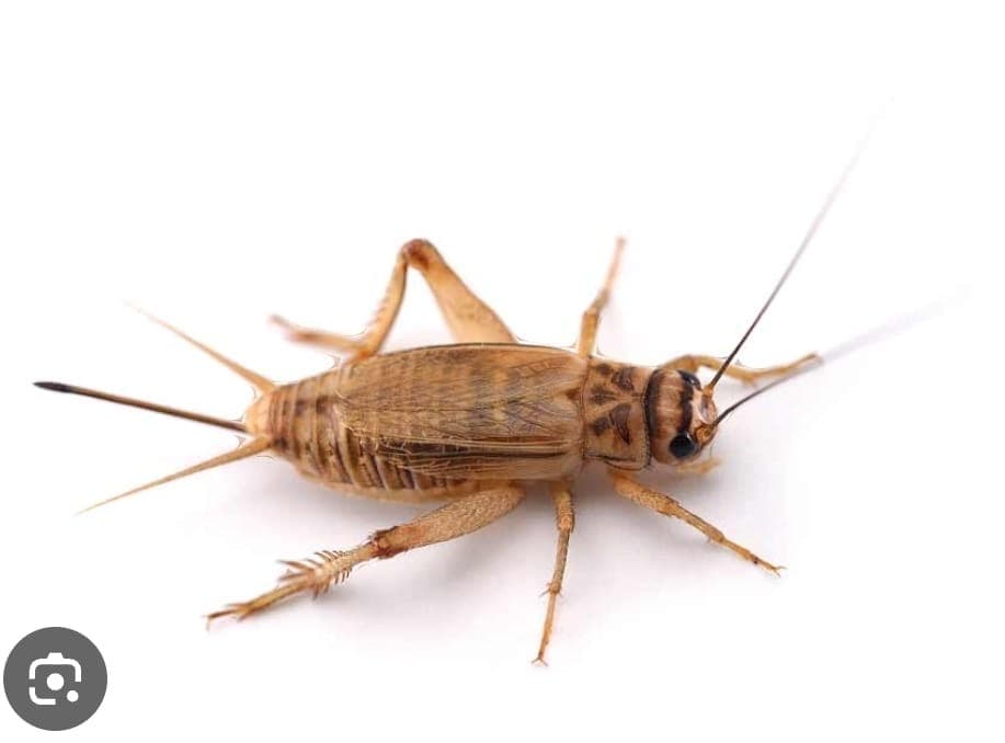 Crickets live feeders
