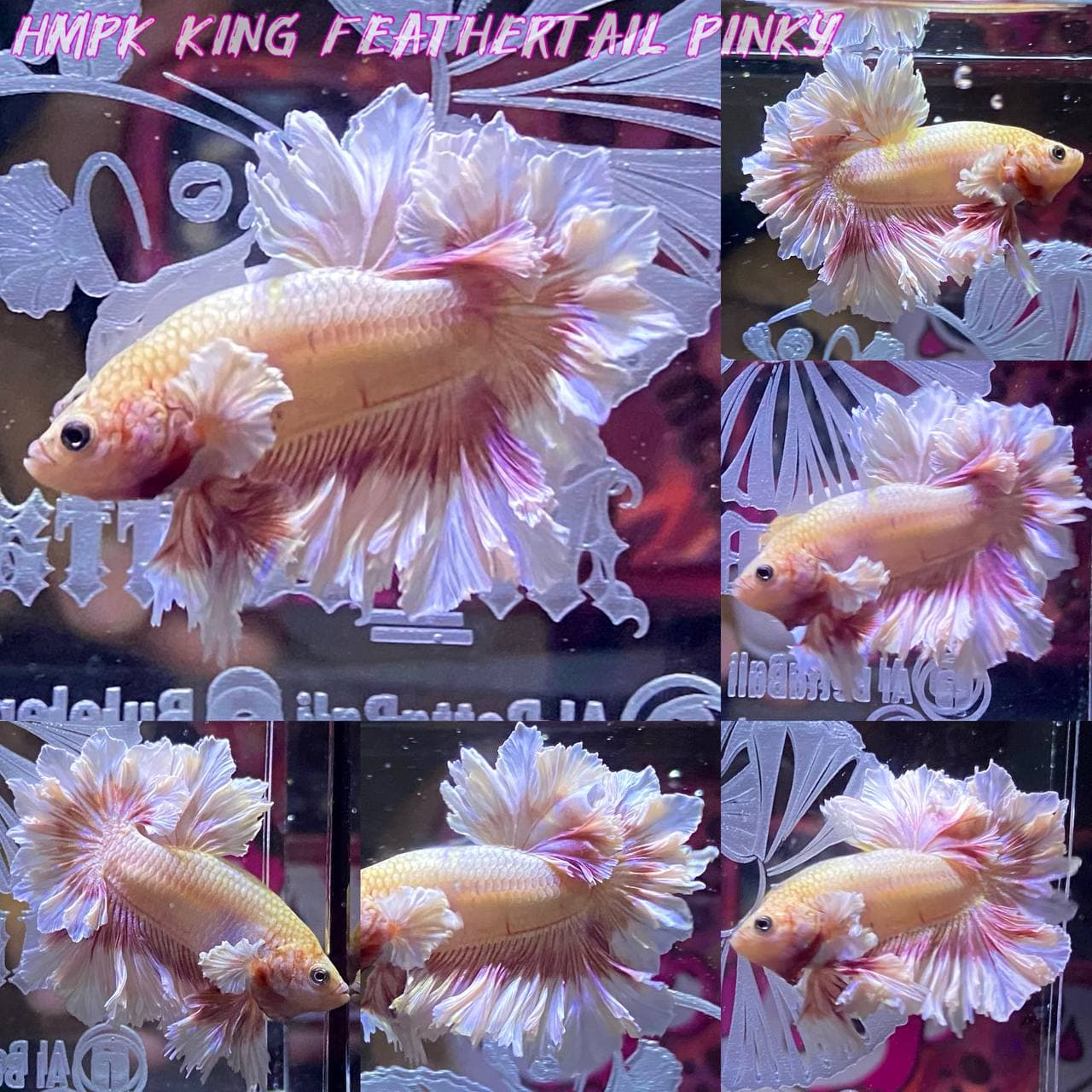 HMPKDE king feathertail