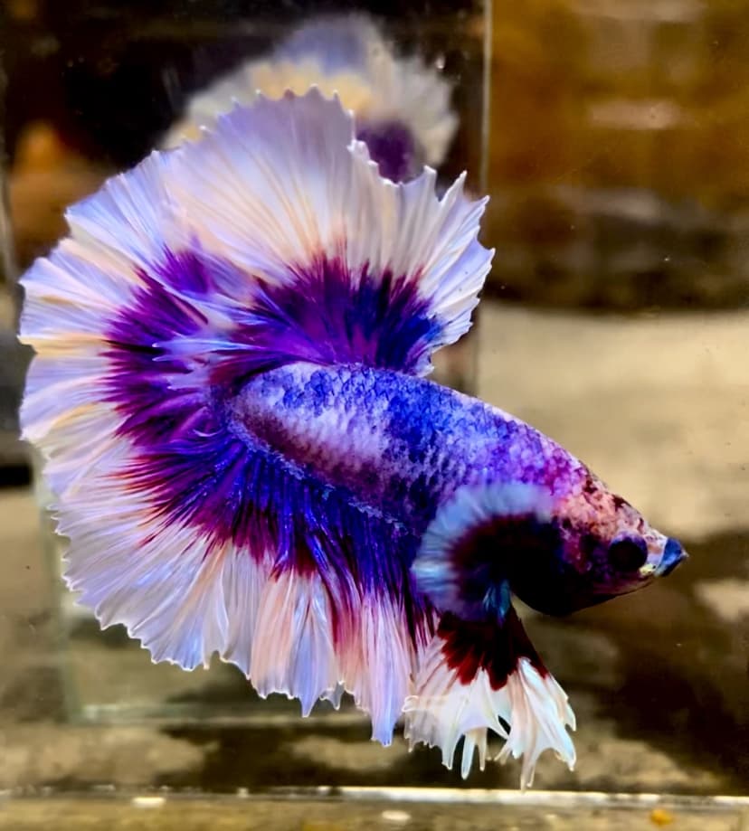 halfomo. fancy flamingo king rostail