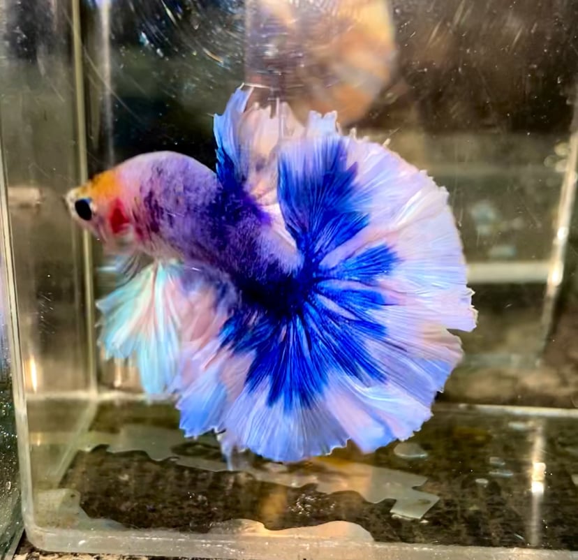 HALFMOON FANCY KING ROSTAIL TOP