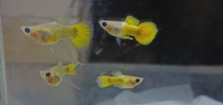 Gold glass belly super short body ribbon fin