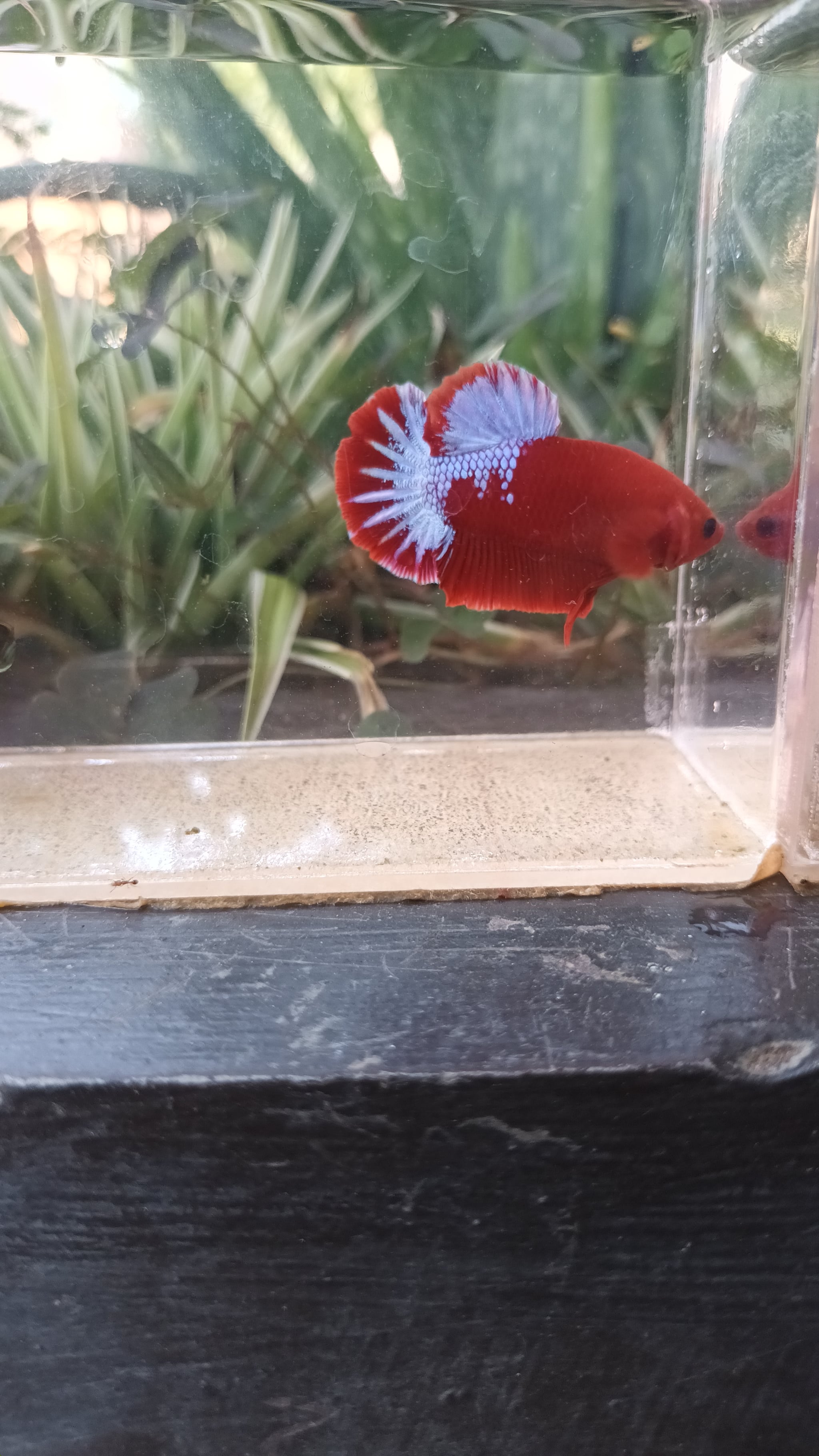 Betta plakat Hellboy