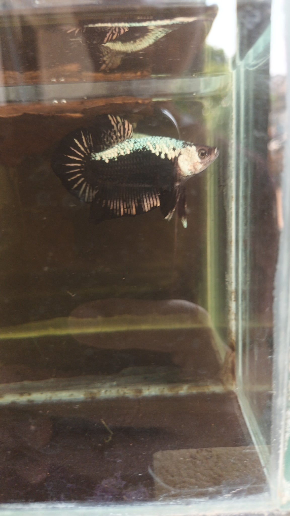Betta Black Samurai