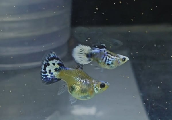 Blue koi snake skin super short body