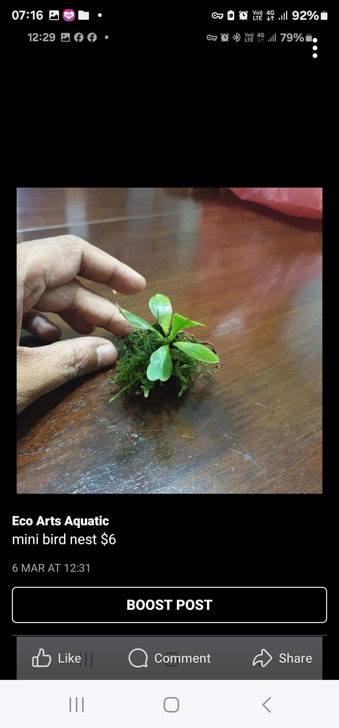 mini birdnest fern 2pcs