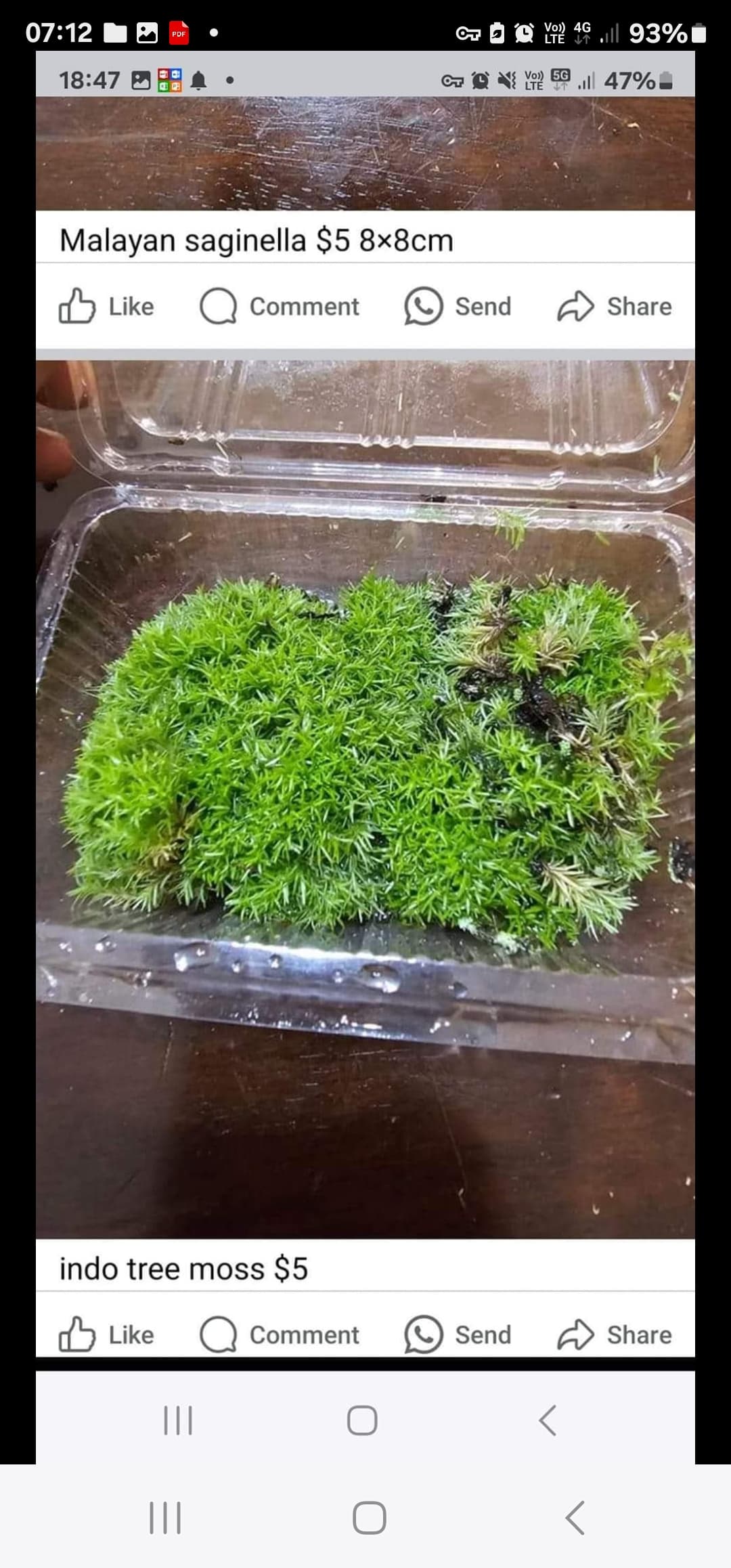 Indonesian tree moss 2pcs