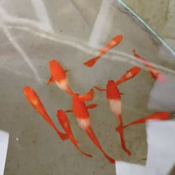 Albino Platinum Koi Big Ear Guppy