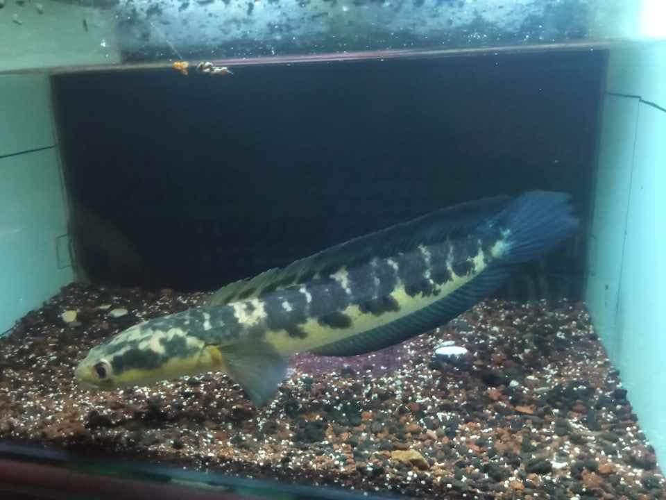 Channa Maru Yellow Sentarum