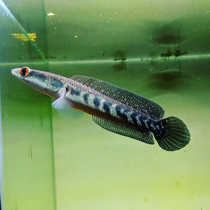 Channa Maru Aurolineatus