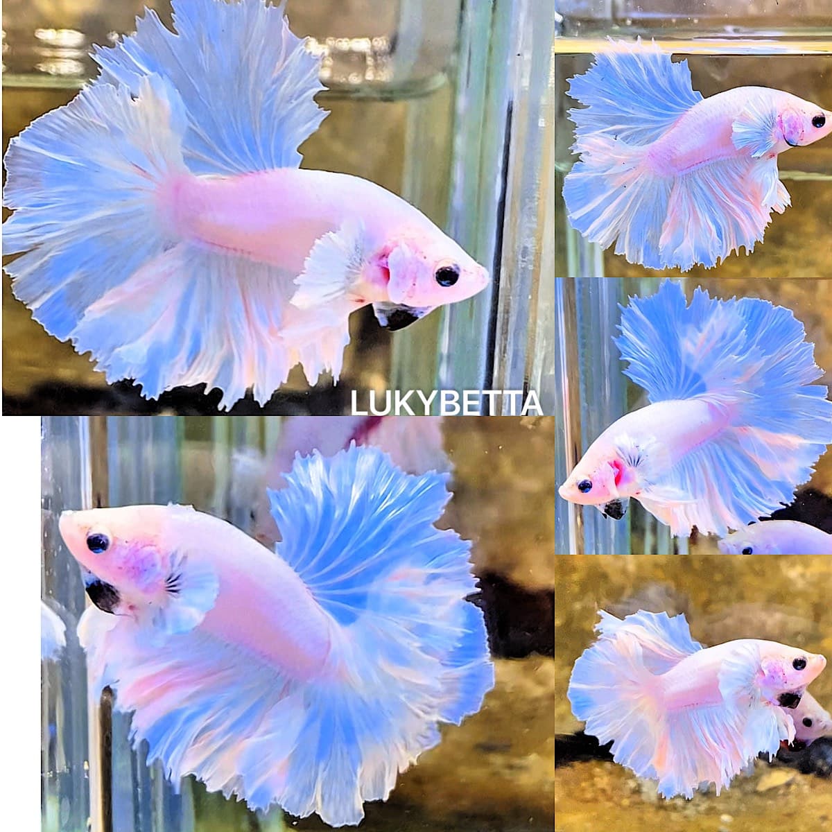 ❄️HALLFMOON ROSETAIL SKY BLUE❄️