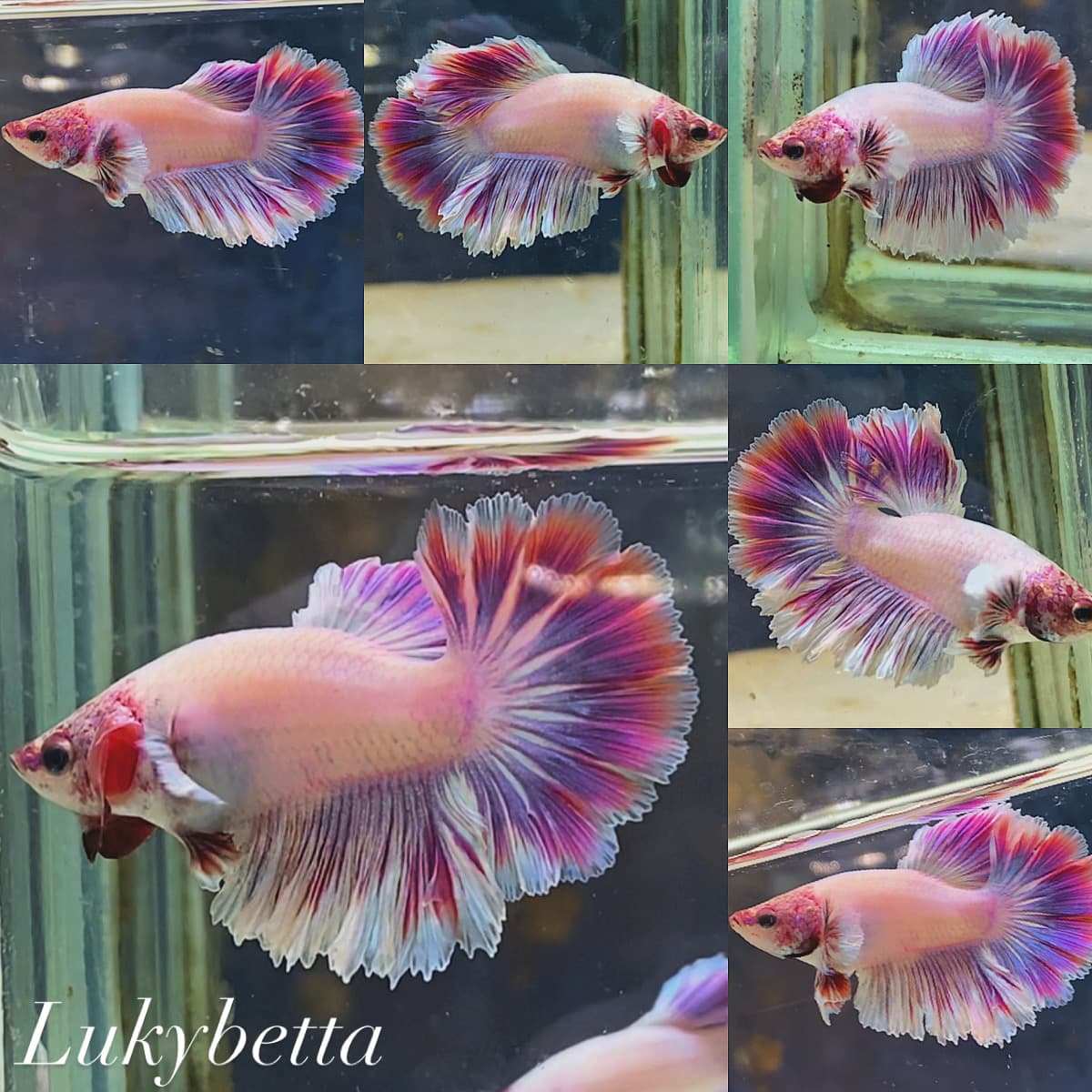 💙🩵🩷ROSETAILS FEATHERTAILS PASTEL🩷🩵💙