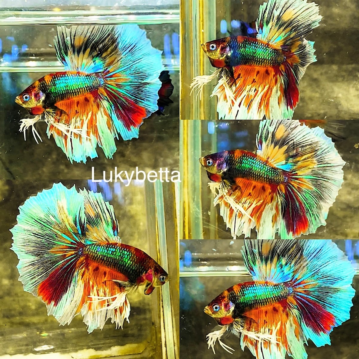 💙🩷💚KING ROSETAILS MULTICOLOURS GREEN EYES💙🩷💚