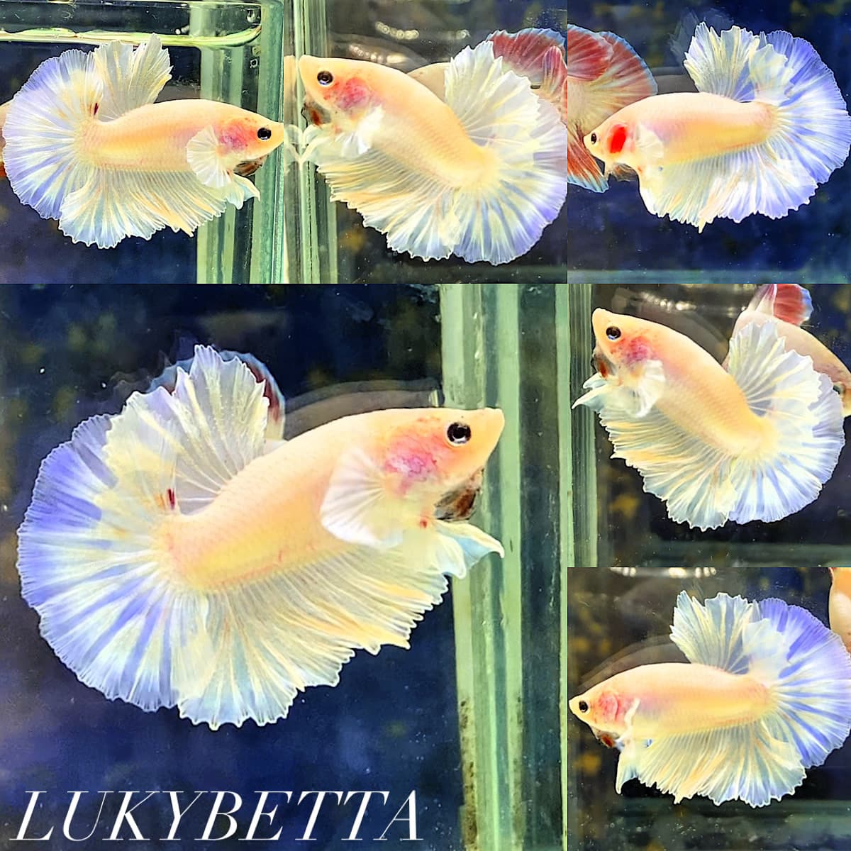 💙KFT SKY BLUE💙