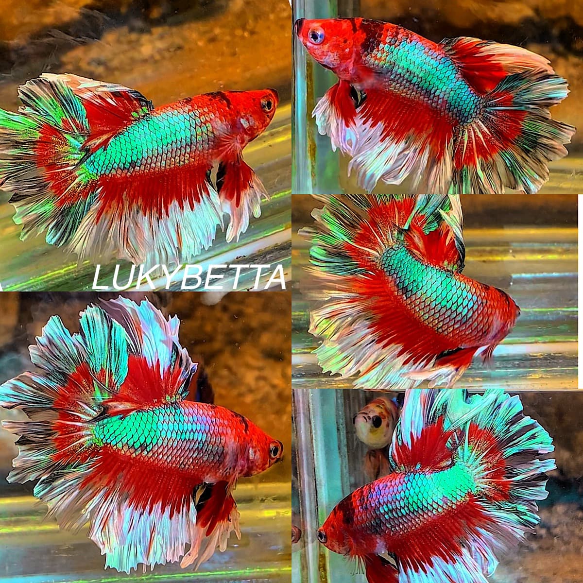 💚💙💖RAINBOW KING ROSETAILS💚💙💖