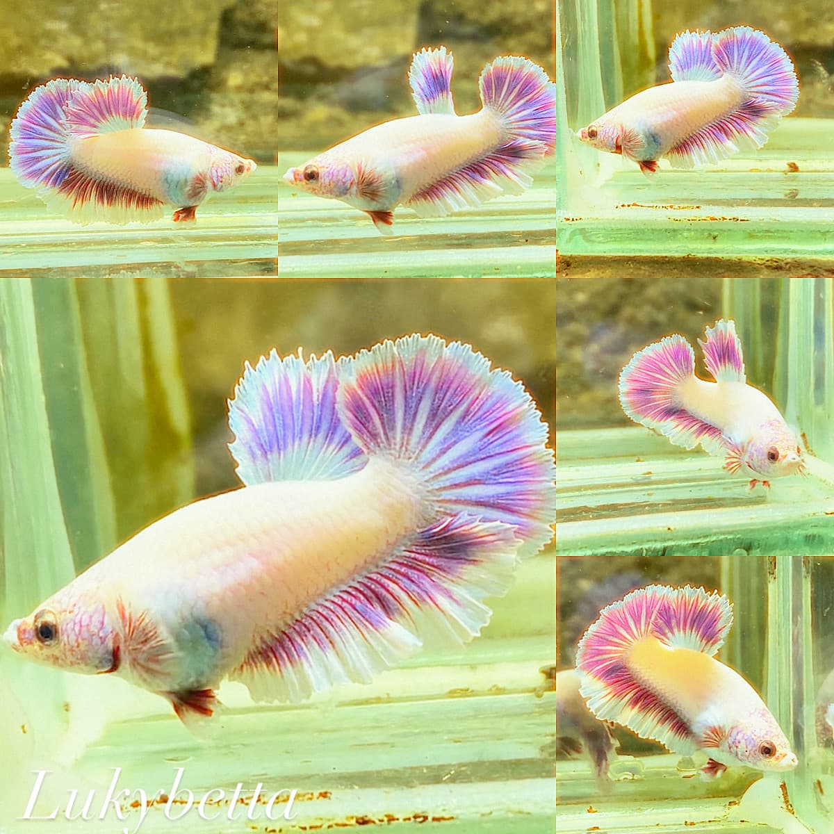 💜💖FEMALE KING ROSETAILS AURORA💜💖