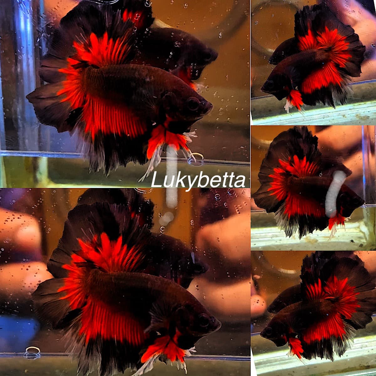 🔥AVATAR KING ROSETAILS VAMPIRE🔥