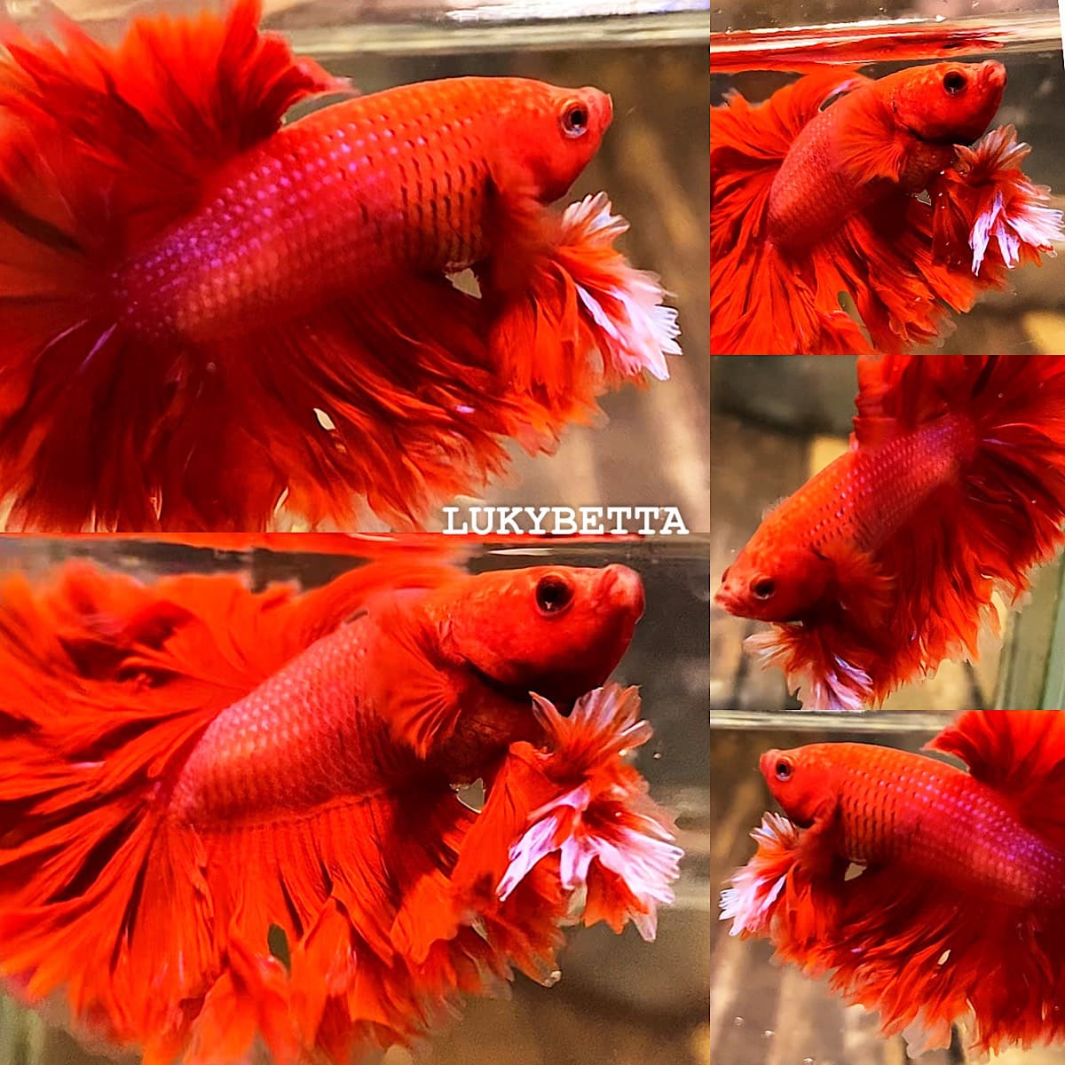 🔥KFT SUPER RED🔥