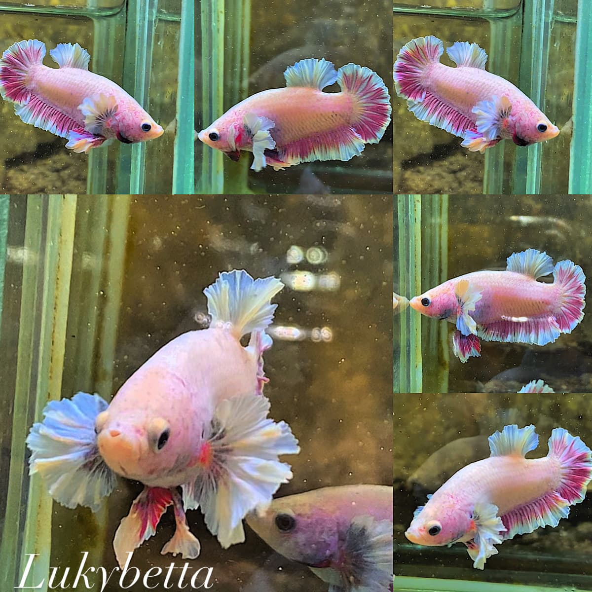 🦋💖DUMBO KING ROSETAILS AURORA💖🦋