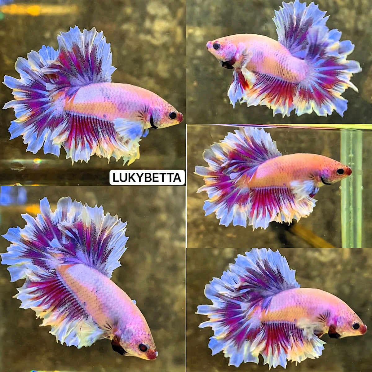 🩵🩷💙DUMBO KING ROSETAILS 🩵🩷💙