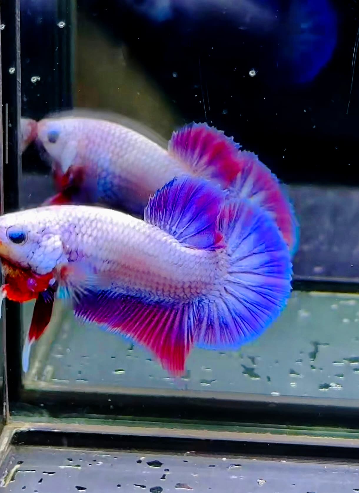 1 male flamingo purple