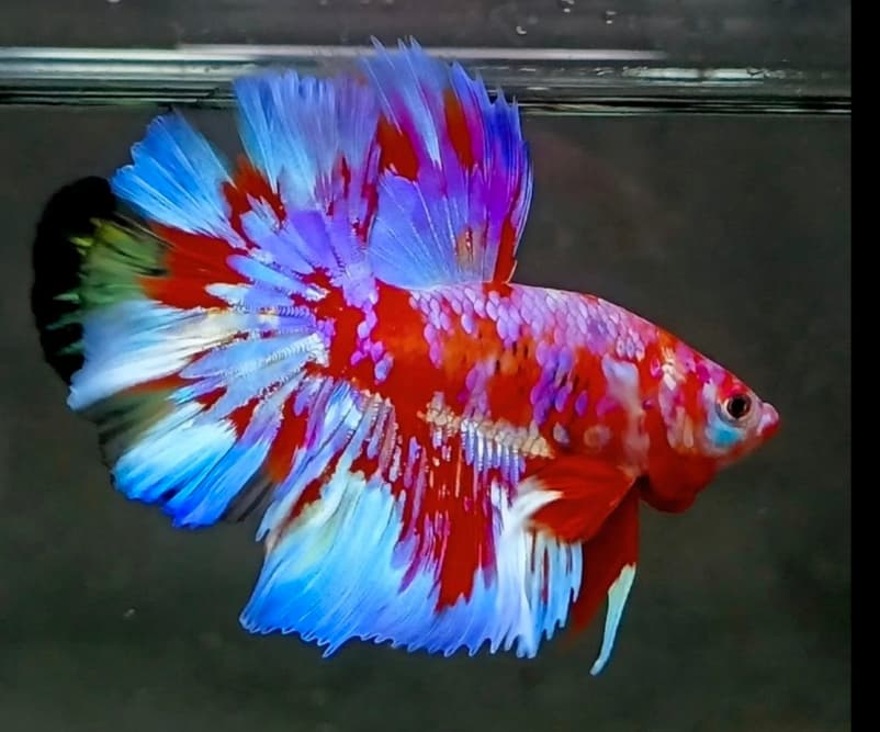 male halfmoon red galalxy purple