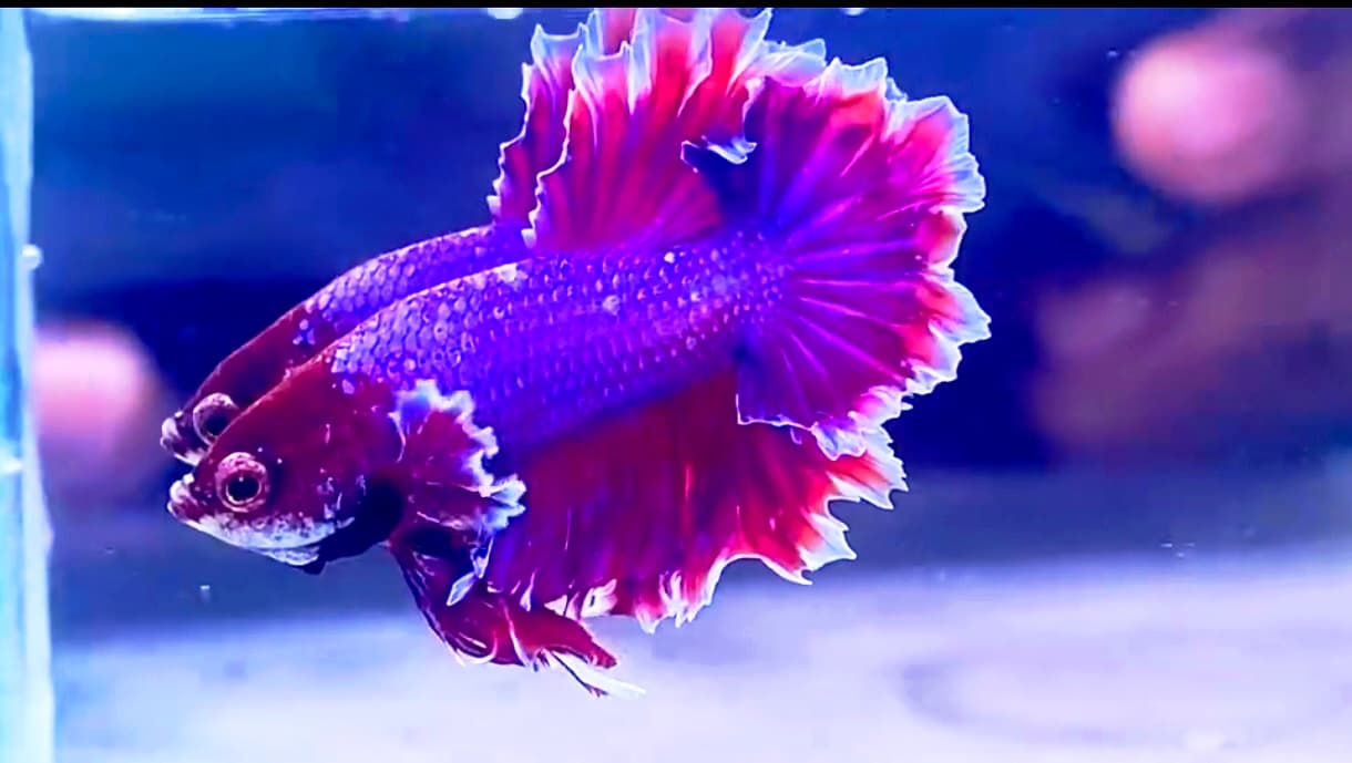 king fhearthal lavender