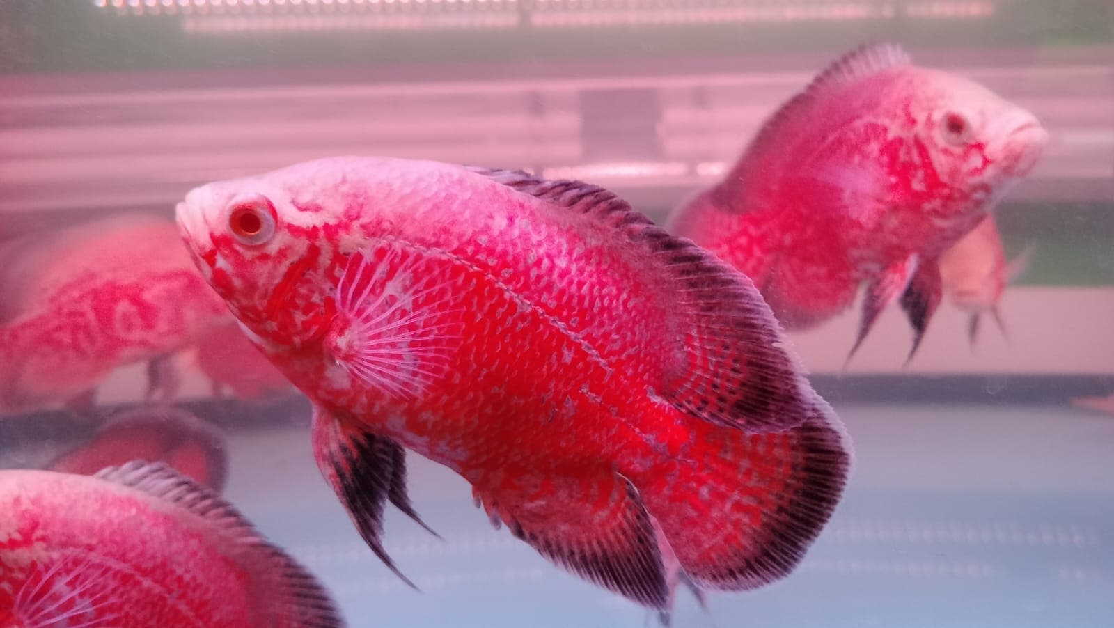 5 Inch Chili Red Taiwan