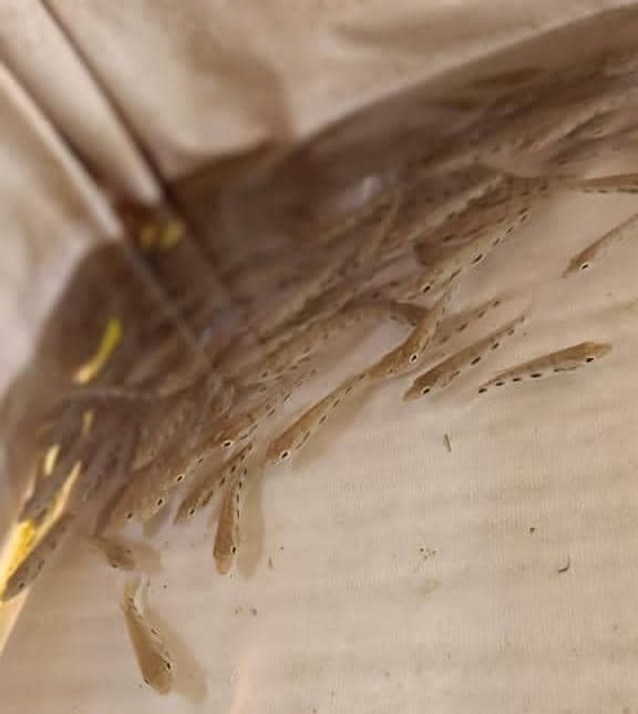 5-starred cichlid - Hemichromis elongatus