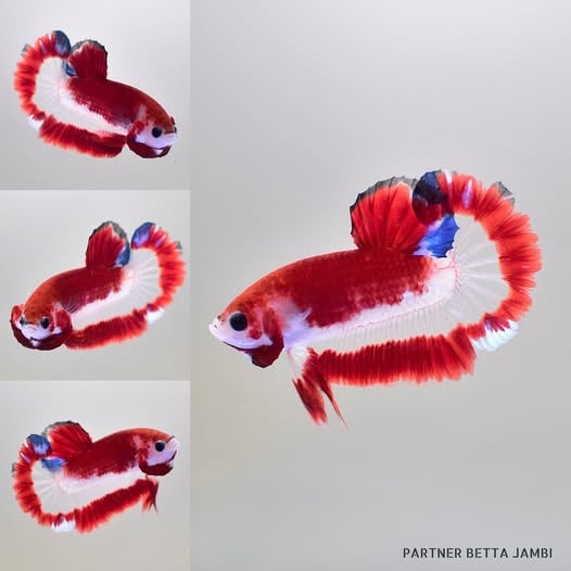 AOC { RARE ITEM } - HMPK