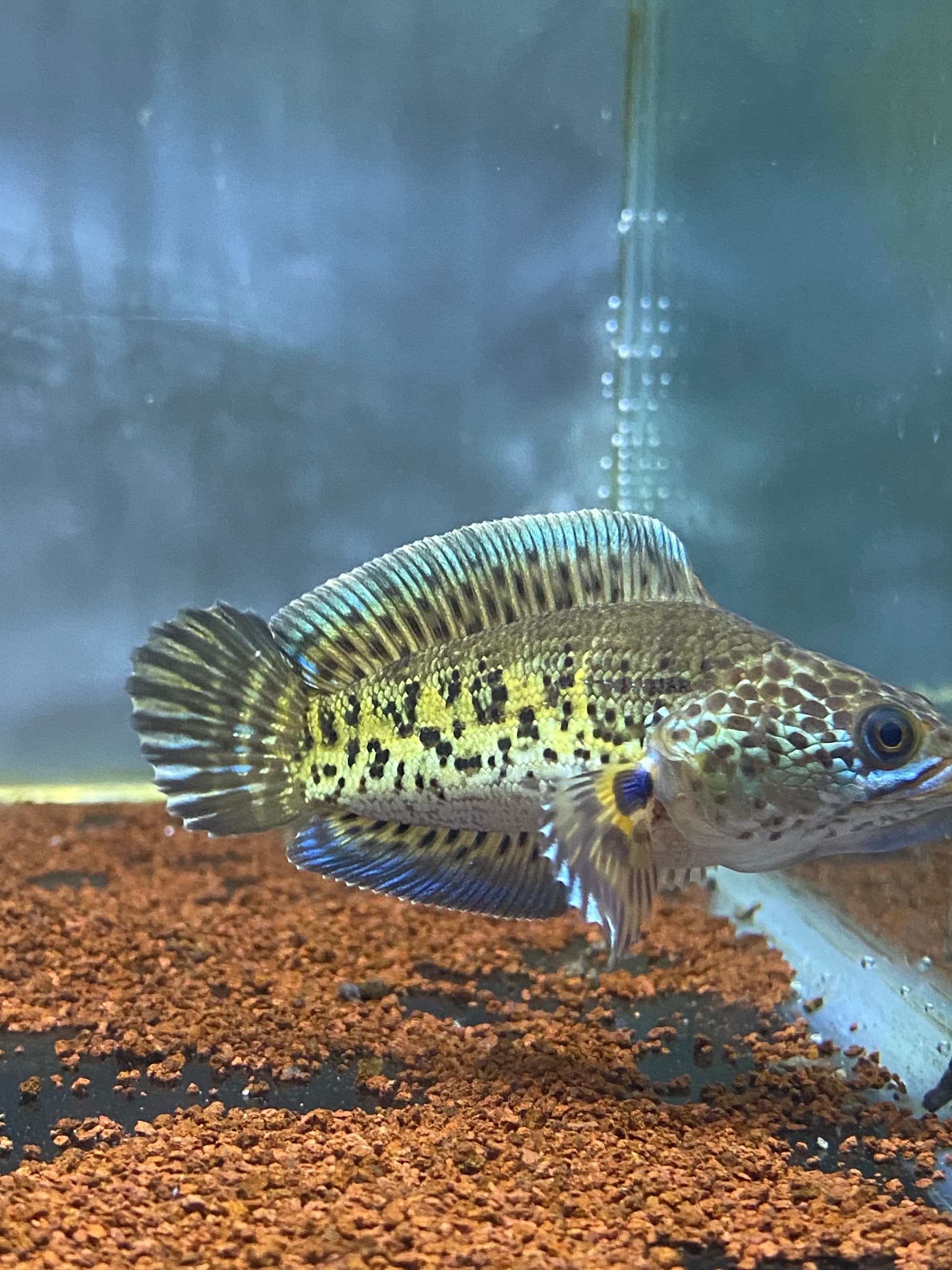 AURANTI KING SHORT BODY