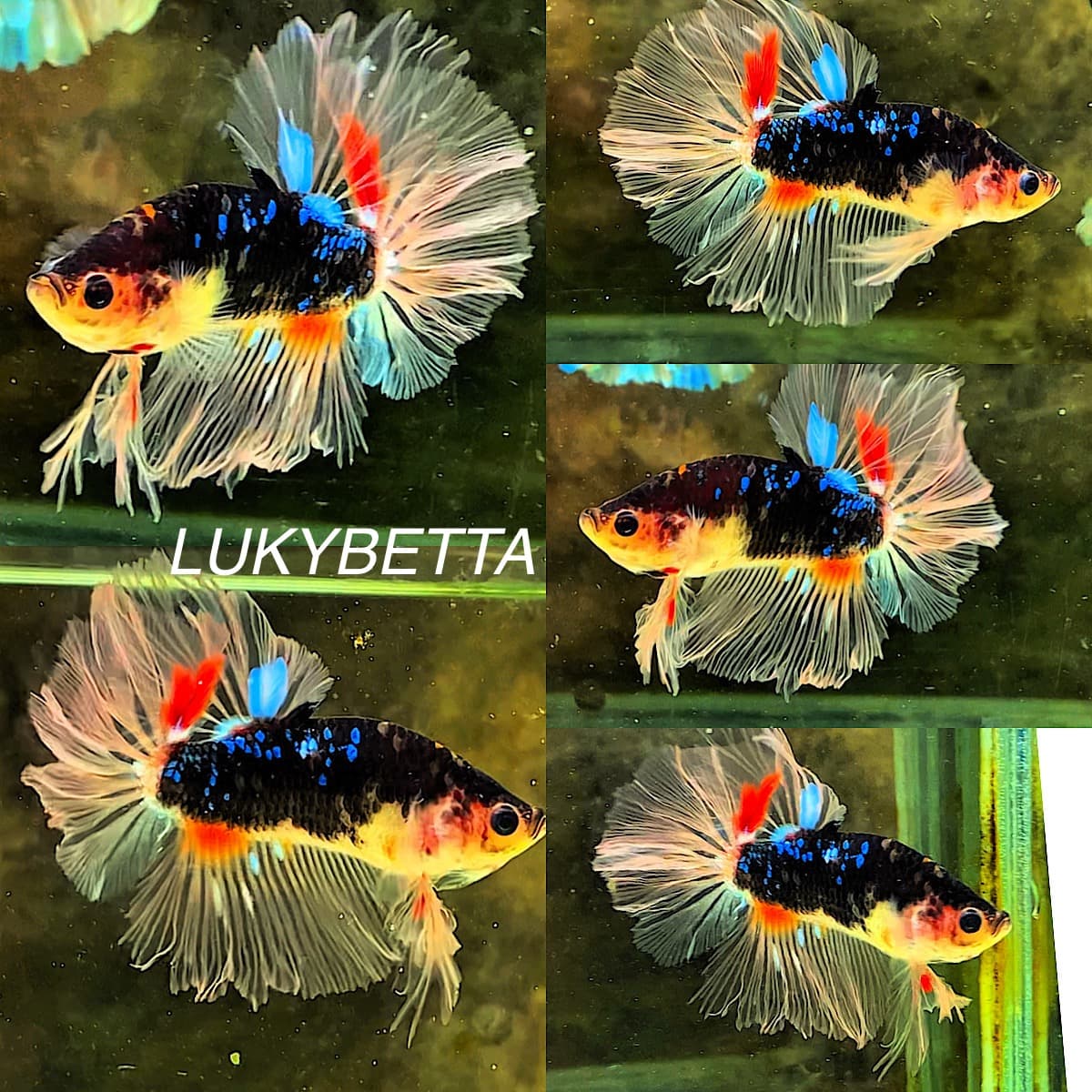 AVATAR KING ROSETAILS