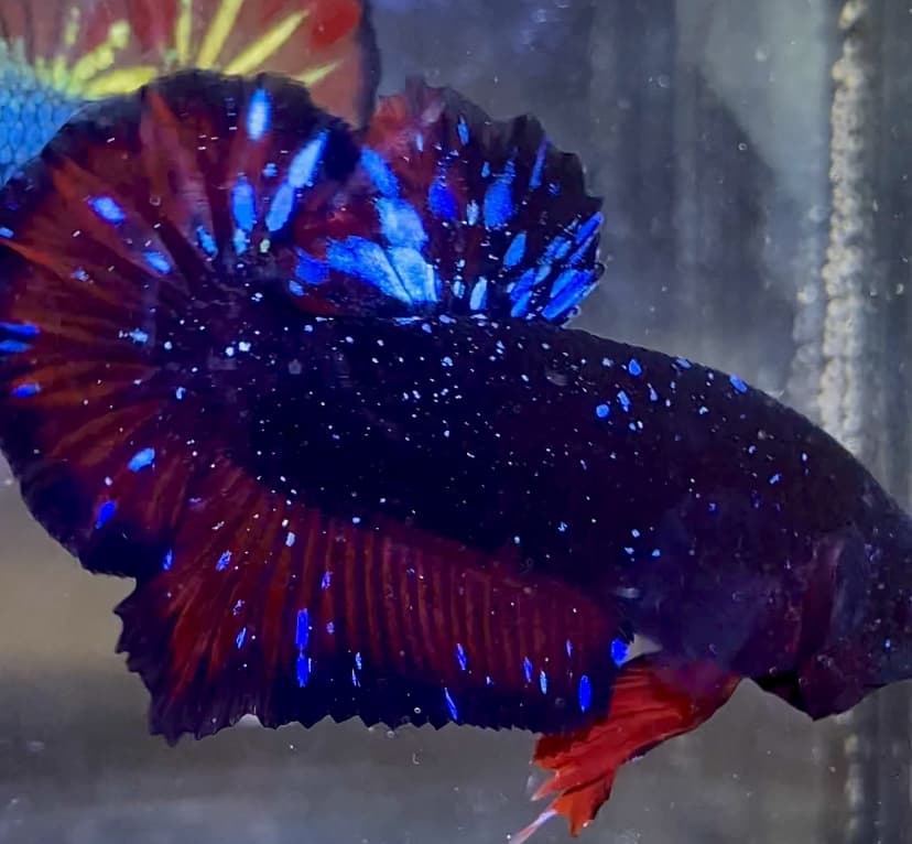 AVATAR VAMPIRE GALAXY VVIP