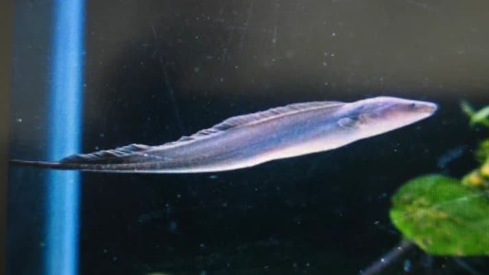 Aba aba knifefish 5-6cm
