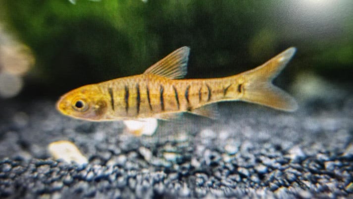 African banded barb 2.5-3cm