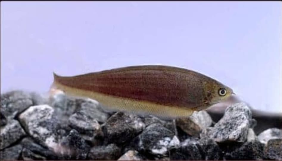 African knife fish - Xenomystus nigri