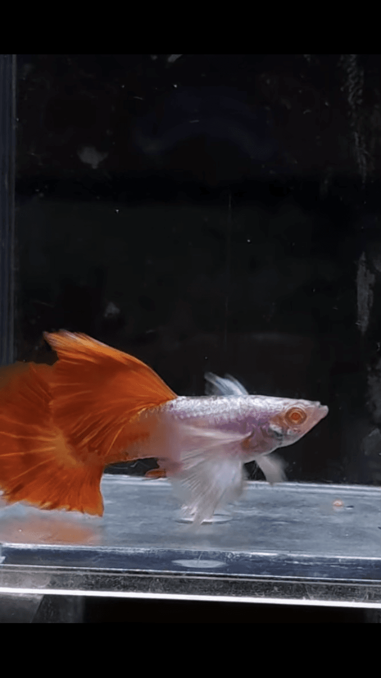 Alb Hb red dumbo ear