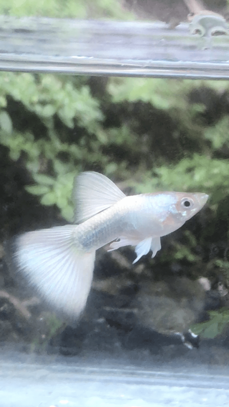 Albino Full Platinum Black eyes