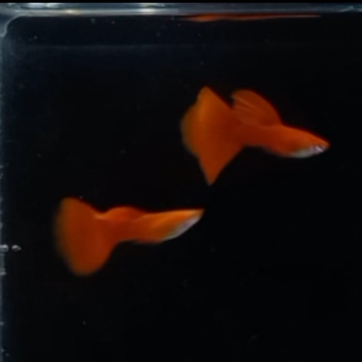 Albino Fullred Big Dorsal